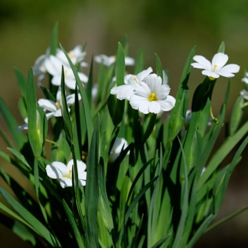 Carbeth Plants Sisyrinchium Iceberg Plant 3 x 9cm Pot - Blue Eyed Grass Hardy Semi Evergreen Perennial - Compact Outdoor Garden Ready Shrub - Ideal for Borders, Gravel Gardens & Containers