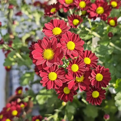 semillas de margarita, resistente al invierno, balcón primavera decoraciones jardín al aire libre, 200pcs