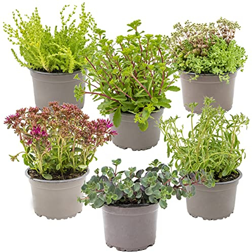 Bloomique - Lot de 6 - Mélange de plantes de rocaille - Plantes de jardin - Résistantes au gel - Hauteur 15-25 cm - Pot 14 cm