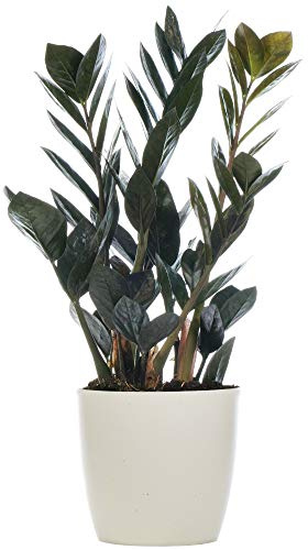 Zamioculcas Raven Plante ZZ Noir pour la Maison ou le Bureau (de 30 à 40 cm avec pot)