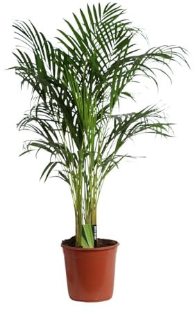 Dypsis Lutescens - Palma di Areca - Palma d'oro - 110-120cm - Ø24cm - Pianta d'appartamento - Sempreverde