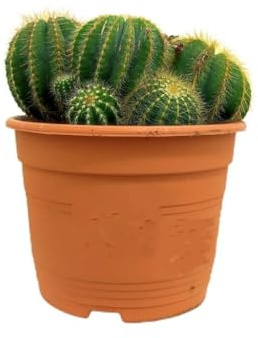 Garden Center Shop | Mammillaria nejapensis (Silver Arrows) | Cactus Globular con Espinas Plateadas | Floración Blanca con Vetado Rojo