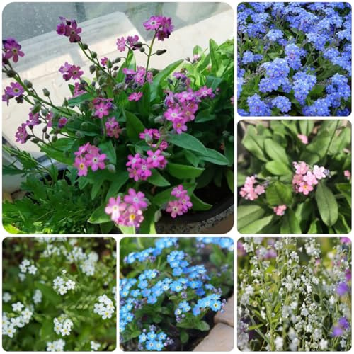 vergissmeinnicht - winterharte garten, gartenblumen vergissmeinnichtsamen wiesensaatgut, schattenpflanzen deko, blumensamen balkon balkonpflanzen 50samen