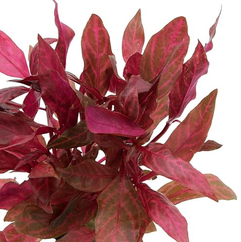 K2AQUA Alternanthera Reinecki Rosanervig Live Aquarium Plants for Freshwater Tropical Tanks Fast Growing