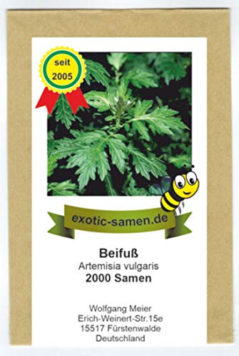Beifuß - Bienenweide - Gewürzbeifuß - Artemisia vulgaris - 2000 Samen