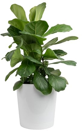 Costa Farms Fiddle Leaf Fig, Live Indoor Plant Ficus Lyrata in Modern Plant Pot, Air Purifying Live Houseplant, Housewarming Gift, Birthday, Room, Home and Office Decor, 2-3 Feet Tall
