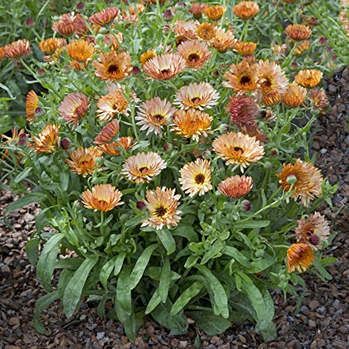 English Pot Marigold Calendula 'Orange Flash' Hardy Annual Flower Seed Patel Orange Blooms Easy to Grow Your Own Garden Flowers 1x Packet (Approx. 200 Seeds) by Thompson and Morgan