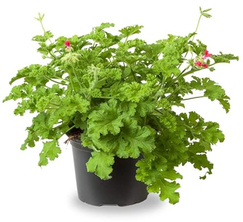 Geranio Antimosquitos La planta Natural ideal para Ahuyentar Mosquitos