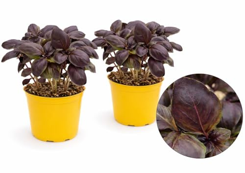 POWERS TO FLOWERS - BASILICO NERO DARK OPAL, 2 PIANTE, VASO 12CM DIAMETRO, piante vere