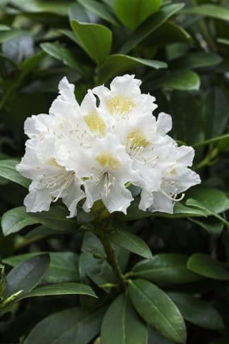 Rhododendron brachycarpum 70-80 cm - Rhododendron, weiße Blüten, Blütezeit Mai-Juni, ideal für schattige Gärten, winterhart und pflegeleicht