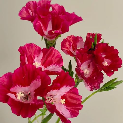 Semillas de azalea de verano - para lugares soleados Clarkia amoena - de balcón de jardín de rocas resistentes invernaderos de balcón 120pcs
