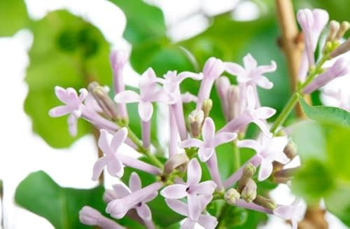 1 x Syringa 'Miss Kim' Lilac Tree, 30-40cm Tall in 2L Pot