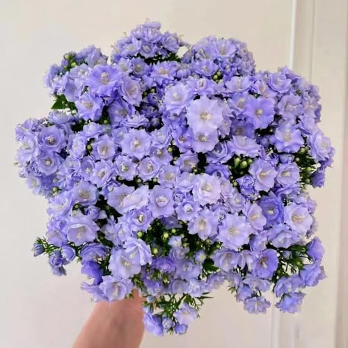 glockenblume - blumensamen mehrjährig winterhart, balkonpflanzen glockenblume blumensamen, wildblumensamen hochbeet ausgefallene geschenke 200samen
