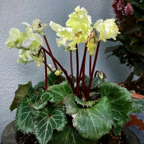 Semi resistenti al ciclamino, balcone Ciclamino persico - giardino roccioso sono di ciclamino resistenti da balcone 60pcs