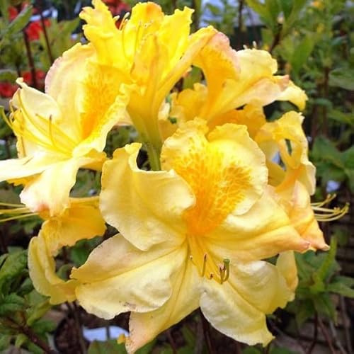 Azalée caduque Knaphill 'Jaune' – Azalea knaphill 'Jaune' 40–50 cm pot | Arbuste à floraison spectaculaire, fleurs jaunes parfumées