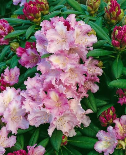 Rhododendron yakushimanum 'Caroline Allbrook' 40-50 cm - Rhododendron, zartrosa Blüten, Blütezeit Mai-Juni, ideal für Halbschatten, immergrün, winterhart