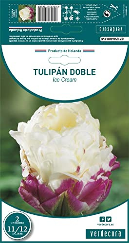 Verdecora Bulbo flor Tulipan Doble natural - Bulbo de Invierno (PORTES INCLUIDOS) (Color Ice Cream 2 unidades)