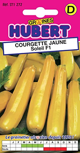 10 Graines de Courgette Jaune Soleil F1