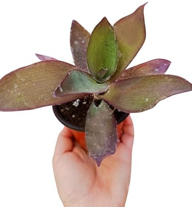 Tradescantia pallida blue sue Sectrasea erba miseria pianta da esterno o interno vaso Ø 9 cm