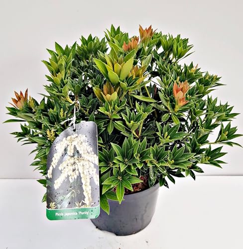 Schattenglöckchen Pieris japonica Purity 25-30 cm hoch 3 L Topf