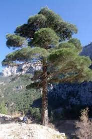 12 Semillas de Pino de Chipre (Pinus Brutia)