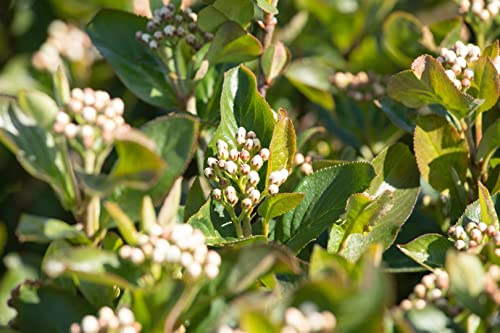 Aronia melanocarpa 'Aron' 60–80 cm – Winterhart, Mehrjährig, Pflegeleicht – Schwarze Apfelbeere – Obststrauch für Garten & Naschgarten