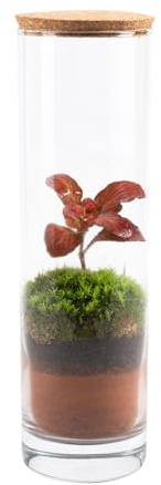 Ecodecs - Terrario plantas naturales de Interior, Ecosistema Cerrado con musgo natural vivo, Jardin Eterno, Mini Invernadero, Macetas decorativas - ECOTERRA (EcoTerra Slim)