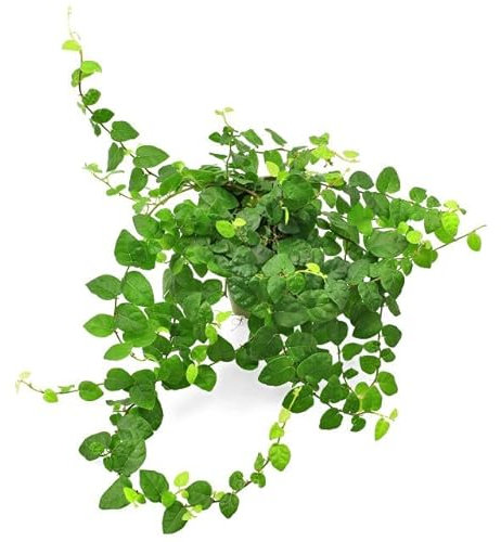 Ficus Pumila - Planta Natural de Interior con Hojas Colgantes