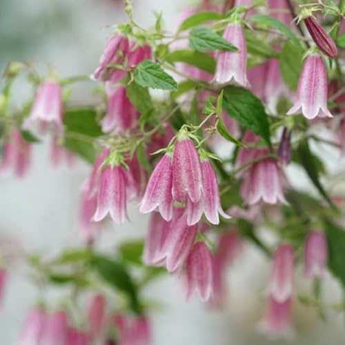 semi di campanula, rustiche per balconi, Campanula media, campanula resistente di recisi Le da giardino sono perenni resistenti 300pcs
