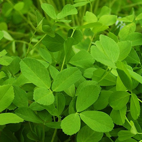 Portal Cool Las Semillas del Paquete: abono Verde - Alfalfa - 100 Gramos [.Almost Un Completo Fertilizante Natural]