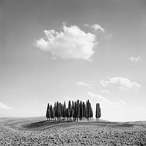 Feeling at home Stampa-su-Tela-INTELAIATA.Miele-Jean-Cm_60_X_60-cipressi-Nero-Bianco-Grigio-Alberi,-Quadro-su-Tela-fine-Art-Fotografia,-Canvas-intelaiato-100% cotone-380gr