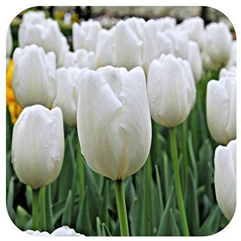 Tulip 'White Dream' Triumph Tulips x 100 Spring Flowering Bulbs, by Growtanical®