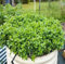 Semillas de menta fresca verde 30 piezas