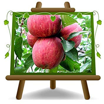 EURO PLANTS VIVAI Melo Super Starking – Pianta da Frutto su Vaso ø 24/26 cm- Altezza 170~200 cm - Età 4 Anni