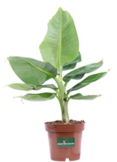 Pianta di Banano Nano Pianta di Musa Tropicana pianta ornamentale di Banano pianta da interno pianta da esterno pianta vera venduta da eGarden.store
