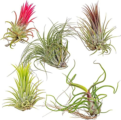 DECOALIVE Pack de 5 Tillandsias Naturales Plantas del Aire de Interior y Exterior, 8435712001731