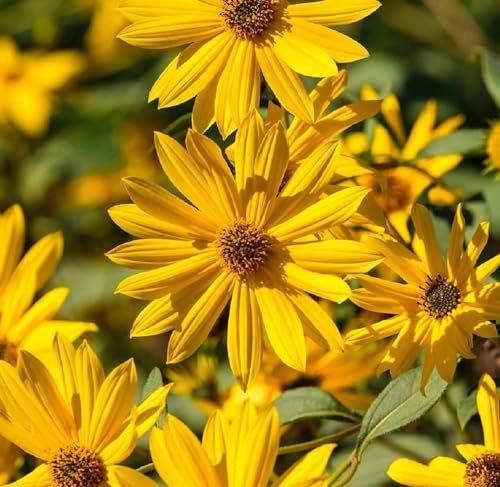 Perennial Sunflower Seeds for Planting - Plant & Grow Maximilian Sun Flowers in Your Home Outdoor Garden - 500 Non GMO Heirloom Seeds - Full Planting Packet with Instructions for Easy Grow, 2 Packets