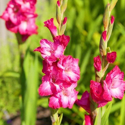 Gladiolus Bulbs UK Gladiolus Flower Gladiolus Plant(Plant Bulbs,Ornamental Flowers,Wedding Flowers,Cut Flowers)-5bulbs-c