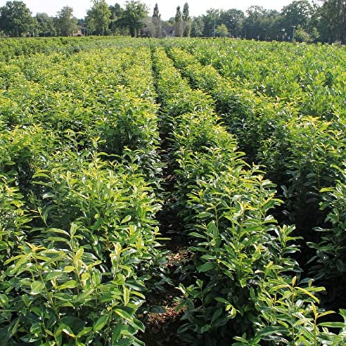 Gardline - Prunus Lorbeerkirsche Genolia 80-100 cm IM TOPF. 3-200 Pflanzen. Lorbeerhecke - 72 St. (ca. 24 Meter)