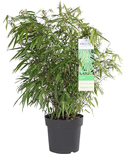 Bloomique - Fargesia Rufa - Bambus Pflanze - Gartenpflanze - Balkonpflanzen - Winterhart - Nicht Invasiv - Höhe 70-90 cm - Topf 23 cm