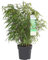 Bloomique - Fargesia Rufa - Bambus Pflanze - Gartenpflanze - Balkonpflanzen - Winterhart - Nicht Invasiv - Höhe 70-90 cm - Topf 23 cm