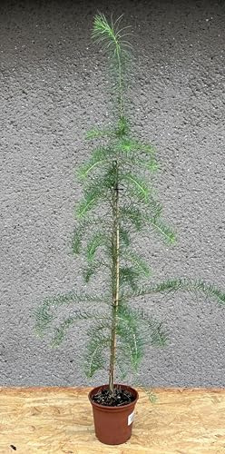 Japanische Lärche (Larix kaempferi), 2-jährige Jungpflanze ca. 90 cm, Nadelbaum, Rarität, Gartenbaum, Parkbaum, Waldbaum, Bonsai