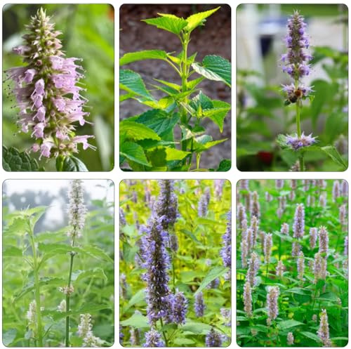 Patchouli gartenpflanzen indoor garten wildblumen balkonblumen winterharte stauden für pralle sonne pflanzenkübel dachbegrünung balkon garten exotische zimmerpflanzen wohnzimmer deko 500samen