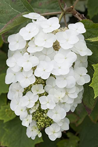 Hydrangea quercifolia 'Snowflake' 40–60 cm – Winterhart, Mehrjährig, Pflegeleicht – Eichenblatthortensie – Zierstrauch für Garten & Beet