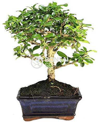 Bonsai - Carmona, 5 Años (Bonsai Sei - Carmona)