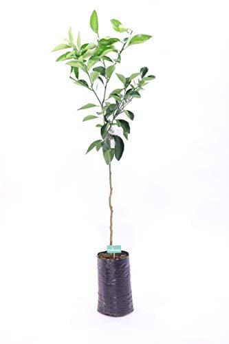 pianta di arancio valencia albero di arancio varietà valencia arancio in vaso età 2 anni pianta vera venduta da eGarden.store