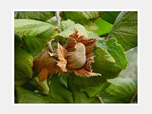 NOCCIOLO Tondo Gentile LANGHE TRILOBATA (1 PIANTA)