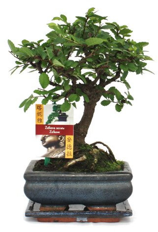 Exotenherz Bonsai Chinesische Ulme - Ulmus parviflora - ca. 6 Jahre - Kugelform