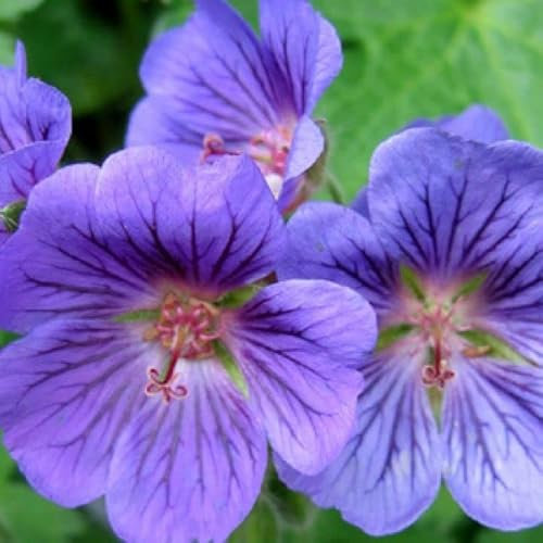 6 x Géranium vivace 'Ann Folkard' - Geranium 'Ann Folkard' - Godet 9x9cm - Fleurs pourpres, feuillage vert, bordures