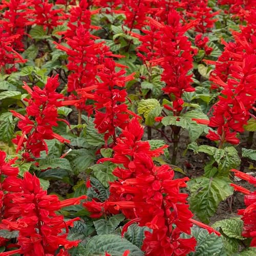 semillas de salvia de fuego, de balcón semillas ecológicas Salvia esplendorosa, de silvestres para lugares soleados de siembra 600pcs
